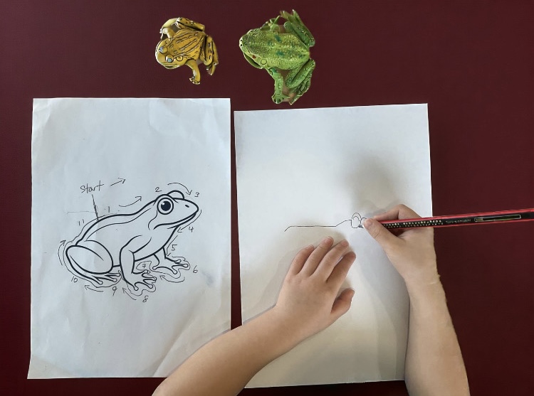 Early Years Artists Learn to Draw Frogs with Numbers and Arrows!