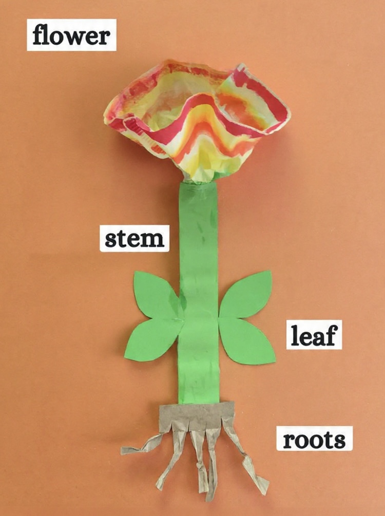 Coffee Filter Flower: Capillary Action